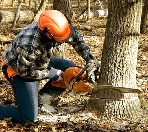 Tree Removal in Hancock, MI